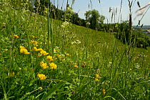 Birdsfoot trefoil (Lotus corniculatus) and Hedge bedstraw (Galium mollugo) flowering on grassland meadow cleared of scrub to improve the habitat for bees and other pollinators for Buglife / Avon Wildl...