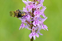 Hoverfly (Volucella bombylans var. bombylans) a mimic of the Red-tailed bumblebee nectaring on Common spotted orchid (Dactylorhiza fuchsii) on grassland meadow cleared of scrub to improve the habitat...