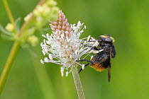 Hoverfly (Volucella bombylans var. bombylans) a mimic of the Red-tailed bumblebee feeding on Hoary plantain (Plantago media) pollen on grassland meadow cleared of scrub to improve the habitat for bees...