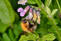 Common carder bumblebee (Bombus pascuorum) nectaring on Bush vetch (Vicia sepium) flowers on the edge of a grassland meadow cleared of scrub to improve the habitat for bees and other pollinators for B...