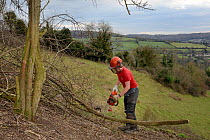 Green Mantle Ltd. contractor using a chainsaw to clear encroaching trees from a grassland hillside to improve habitat for bees and other pollinators for Buglife / Avon Wildlife Trust's West of England...