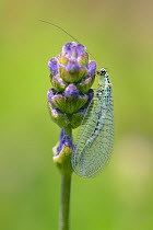 Common green lacewing (Chrysoperla carnea) foraging on Lavender flowerbuds in a garden planted with flowers to attract pollinators, Watch Tower B&B, Dungeness, Kent, UK.