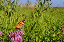 Painted lady butterfly (Vanessa cardui) nectars on Red clover flowers (Trifolium pratense) in a conservation headland flower strip bordering an arable field, Romney Marshes, Suffolk, UK, June.