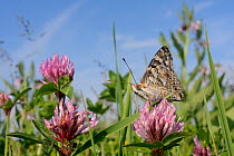 Painted lady butterfly (Vanessa cardui) nectars on Red clover flowers (Trifolium pratense) in a conservation headland flower strip bordering an arable field, Romney Marshes, Suffolk, UK, June.