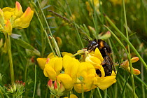 Short-haired bumblebee queen (Bombus subterraneus) collected in Sweden necataring on Birdsfoot trefoil flowers (Lotus corniculatus) with its long tongue after release during a UK reintroduction projec...