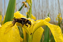 Short-haired bumblebee queen (Bombus subterraneus) collected in Sweden nectaring on a Yellow flag iris flower (Iris pseudacorus) with its long tongue after release during a UK reintroduction project r...