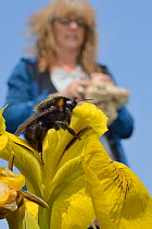 Teresa Sinclair watching a Short-haired bumblebee queen (Bombus subterraneus) nectaring on Yellow flag iris flowers (Iris pseudacorus) after releasing it during a UK reintroduction project run by the...