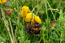 Short-haired bumblebee queen (Bombus subterraneus) collected in Sweden nectaring on Birdsfoot trefoil flowers (Lotus corniculatus) with its long tongue after release during a UK reintroduction project...