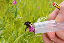 Short-haired bumblebee queen (Bombus subterraneus) collected in Sweden being released during a UK reintroduction project run by the Bumblebee Conservation Trust / RSPB / Hymettus, RSPB Dungeness Natur...