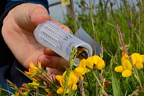 Short-haired bumblebee queen (Bombus subterraneus) collected in Sweden being released onto Birdsfoot trefoil flowers (Lotus corniculatus) during a UK reintroduction project run by the Bumblebee Conser...