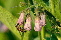 Sunfly (Helophilus trivittatus) nectaring on Common comfrey flowers (Symphytum officinale) in a patch planted by the Bumblebee Conservation Trust on farmland, Romney Marshes, Suffolk, UK, June.
