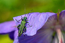 Male Thick-legged / Swollen-thighed flower beetle (Oedemera nobilis) sunning on Cranesbill petal in a garden planted with flowers to attract pollinators, Watch Tower B&B, Dungeness, Kent, UK.