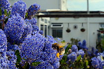 Buff-tailed bumblebee (Bombus terrestris) flying in to nectar on Ceanothus flowers in a garden planted with flowers to attract pollinators,  Dungeness, Kent, UK.