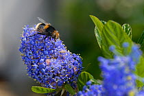 Bumblebee-mimicking Hoverfly (Eristalis intricarius) feeding on Ceanothus flowers in a garden planted with flowers to attract pollinators,  Dungeness, Kent, UK.