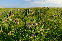 Common comfrey (Symphytum officinale) flower patch planted by the Bumblee Conservation Trust on farmland to provide food for pollinators, Romney Marshes, Suffolk, UK, June.