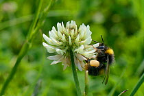 Early bumblebee (Bombus pratensis) queen nectaring on White clover (Trifolium repens), RSPB Dungeness Nature Reserve, Kent, UK, June.