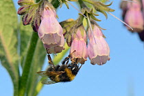 Garden bumblebee (Bombus hortorum) worker nectars on Common comfrey flowers (Symphytum officinale) in a patch planted by the Bumblee Conservation Trust on farmland, Romney Marshes, Suffolk, UK, June.
