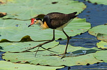 Comb-crested jacana (Irediparra gallinacea) walking over lotus lily-pads. Fogg Dam, Northern Territory, Australia