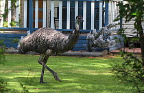 Common emu (Dromaius novaehollandiae) walking through a holiday village. Hall's Gap, Victoria, Australia.