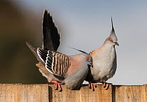 Crested pigeon (Ocyphaps lophotes). male courting female on a garden fence. Werribee, Victoria, Australia.