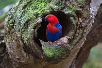 Eclectus parrot female (Eclectus roratus) inspecting nest hole entrance. North Queensland, Australia.