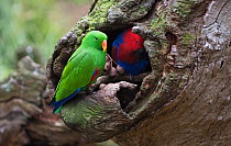 Eclectus parrot pair (Eclectus roratus) inspecting their nest site. North Queensland, Australia.