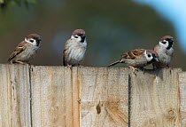 Tree sparrows (Passer montanus) gathering on a garden fence. Werribee, Victoria, Australia