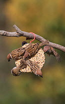 Tree sparrows (Passer montanus) gathering around a feeding station. Werribee, Victoria, Australia