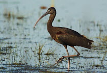 Glossy ibis (Plegadis falcinellus)walking past. Leaning Tree Lagoon, Northern Territory, Australia
