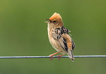 Golden-headed cisticola (Cisticola exilis) singing over its breeding territory from a wire fence. Werribee, Victoria, Australia