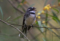 Grey fantail (Rhipidura fuliginosa) singing from a twig. Werribee, Victoria, australia