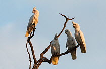 Four little corellas (Cacatua sanguinea) gathering on a branch before flying to their roost. Mary River, Northern Territory, australia,