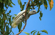 Little corella (Cacatua sanguinea) feeding on a eucalyptus nut in the tree canopy. Mary River Park, Northern Territory, Australia,