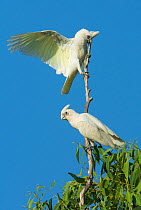 Little corella (Cacatua sanguinea) male displaying to female from the top of a tree. Mary River Park, Northern Territory, Australia,