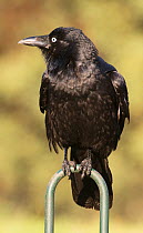 Little raven (Corvus mellori) sitting on a garden fence. Werribee, Victoria, Australia.