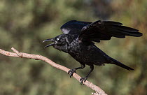 Little raven (Corvus mellori) calling & displaying from a branch. Werribee, Victoria, Australia.