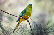 Orange-bellied Parrot (Neophema chrysogaster). Male resting in scrub pines. Werribee Sewerage Farm, Victoria, Australia