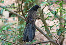 Pheasant coucal (Centropus phasianus) with a bee in its beak. Mary River Park, Northern Territory, Australia.