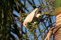 Pied Imperial-pigeon (Ducula bicolor) looking for food amongst unripe Palm fruit. Mary River, Northern Territory, Australia.