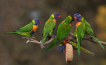 Six rainbow lorikeets (Trichoglossus moluccanus) competing for food hanging from a branch. Werribee, Victoria, Australia.