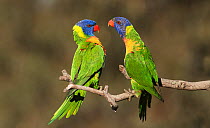 Two rainbow lorikeets (Trichoglossus moluccanus) displaying to each other on a branch. Werribee, Victoria, Australia.