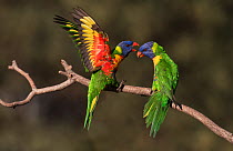 Two rainbow lorikeets (Trichoglossus moluccanus) arguing on a branch. Werribee, Victoria, Australia.