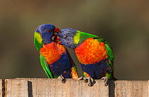 Two rainbow lorikeets (Trichoglossus moluccanus) cuddling on a fence. Werribee, Victoria, Australia.