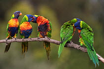 Five rainbow lorikeets (Trichoglossus haematodus) courting & pairing on a branch. Werribee, Victoria, Australia.