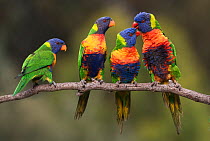 Four rainbow lorikeets (Trichoglossus haematodus) courting and pairing on a branch. Werribee, Victoria, Australia.
