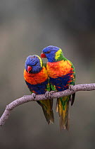 Two rainbow lorikeets (Trichoglossus moluccanus) huddling together on a branch. Werribee, Victoria, Australia.