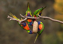 Four rainbow lorikeets (Trichoglossus moluccanus) feeding on a seed ball on a branch. Werribee, Victoria, Australia.