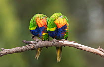 Pair of Rainbow lorikeets (Trichoglossus moluccanus), preening in tandem on a branch. Werribee, Victoria, Australia.