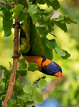 Red-collared lorikeet (Trichoglossus haematodus rubritorquis) hanging on to a branch. Male of the northern race of Rainbow Lorikeet. Mary River, Northern Territory, Australia