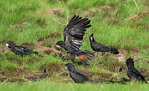 Red-tailed black cockatoos (Calyptorhynchus banksii) male landing at a muddy area to feed on minerals in earth, Leaning Tree Lagoon, Northern Territory, Australia.